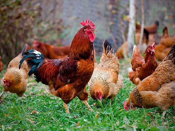 Породы куриц | ЗооТом - продажа, вязка и услуги для животных в Саяногорске