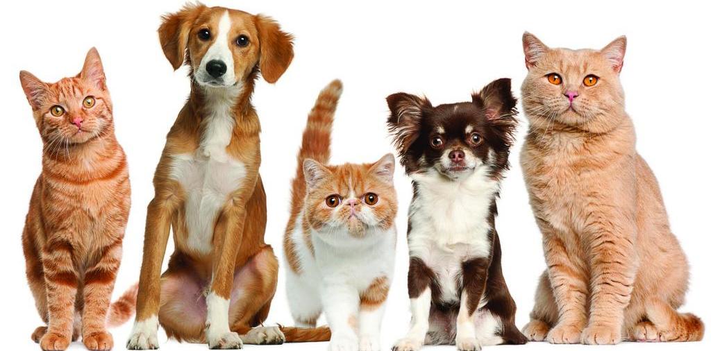Доска объявлений о животных | ЗооТом - продажа, вязка и услуги для животных в Саяногорске