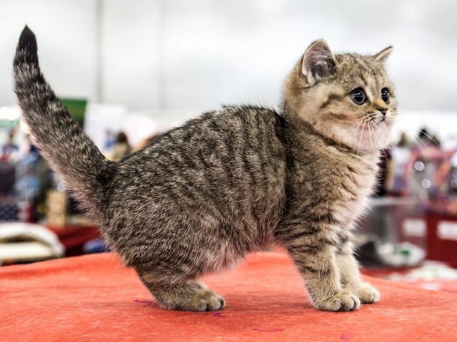 Породы кошек в Саяногорске | ЗооТом портал о животных