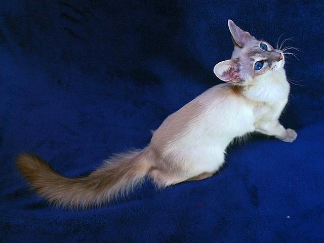 Выведенные породы кошек в Саяногорске | ЗооТом портал о животных
