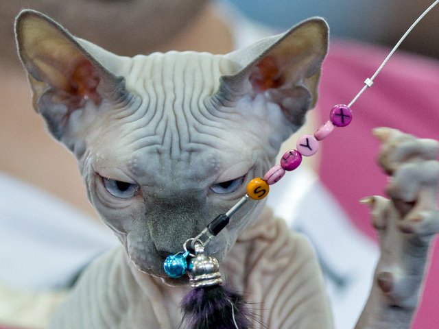 Выставки кошек в Саяногорске | ЗооТом портал о животных