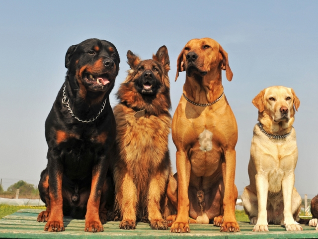 Крупные породы собак в Саяногорске | ЗооТом портал о животных