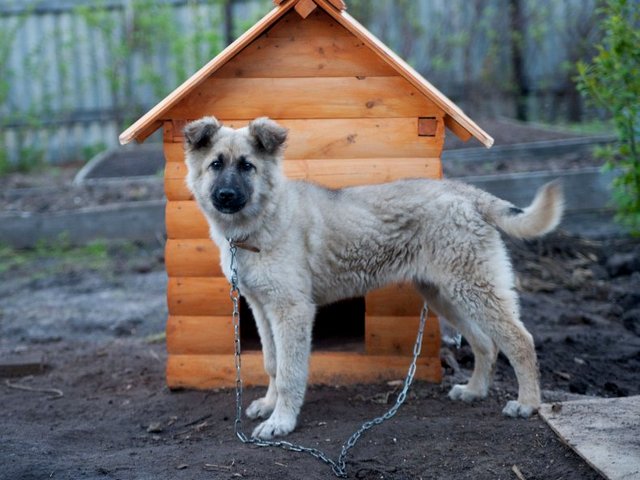 Все о собаках в Саяногорске Все о собаках в Саяногорске